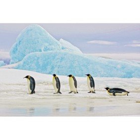 Картина на склі PENGUINS 120X80 PENGUINS120
